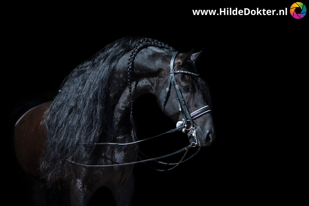 Hilde-Dokter-Paardenfotografie-Blackfoto-1