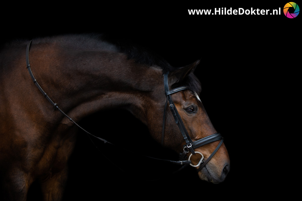 Hilde-Dokter-Paardenfotografie-Blackfoto-14