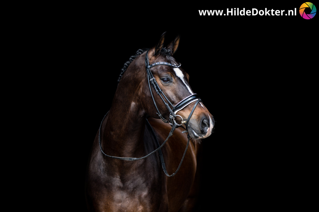Hilde-Dokter-Paardenfotografie-Blackfoto-16