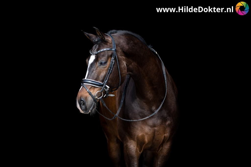Hilde-Dokter-Paardenfotografie-Blackfoto-17