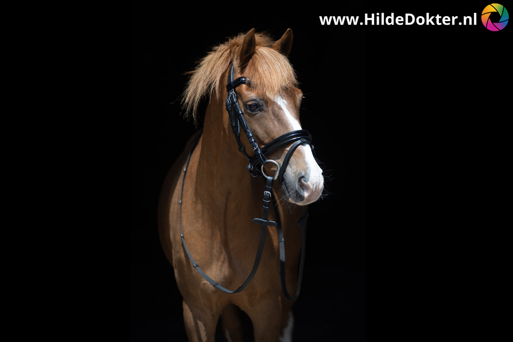 Hilde-Dokter-Paardenfotografie-Blackfoto-19