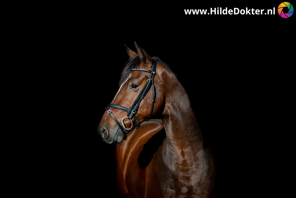 Hilde-Dokter-Paardenfotografie-Blackfoto-2