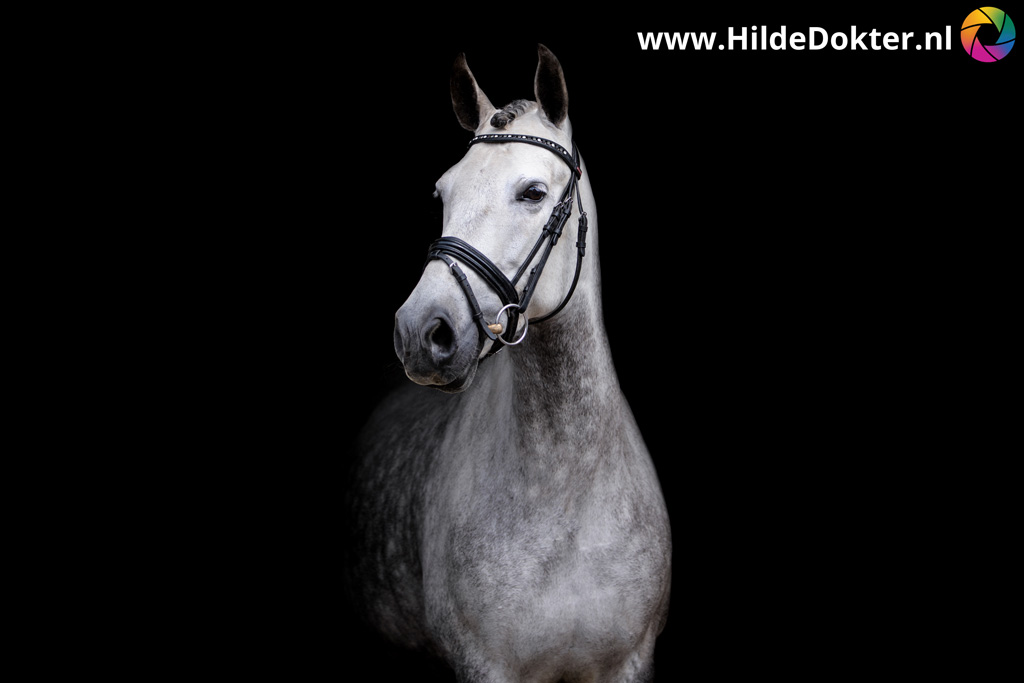Hilde-Dokter-Paardenfotografie-Blackfoto-20