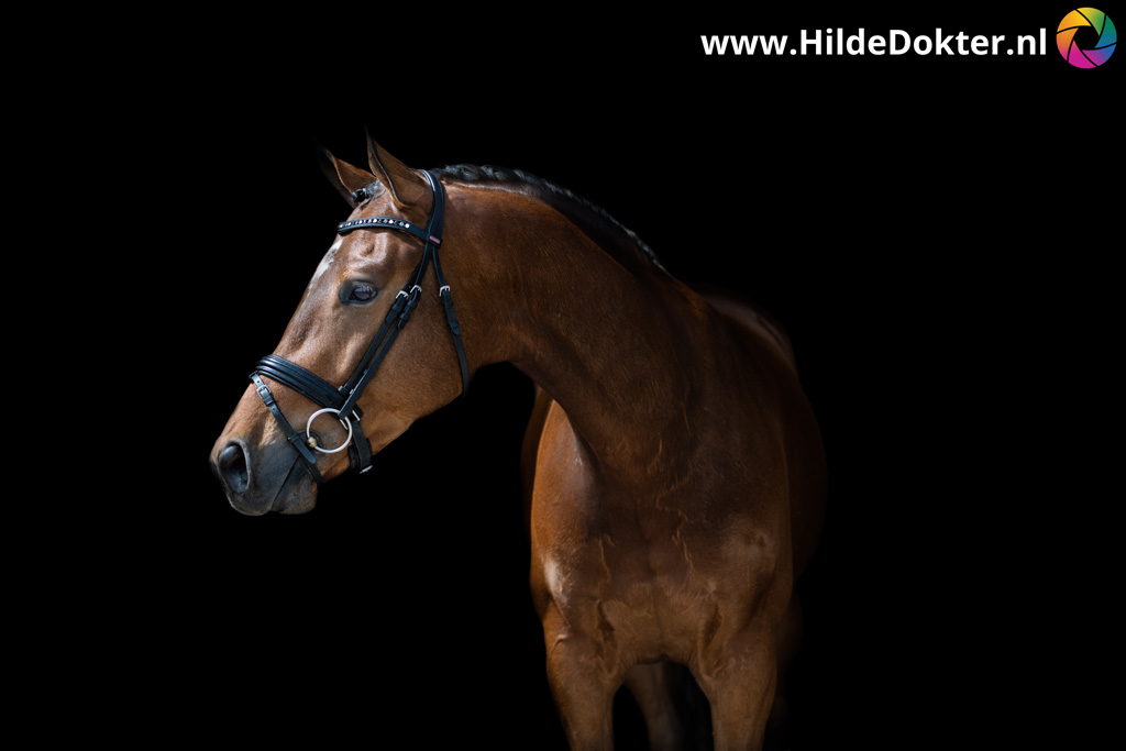 Hilde-Dokter-Paardenfotografie-Blackfoto-21