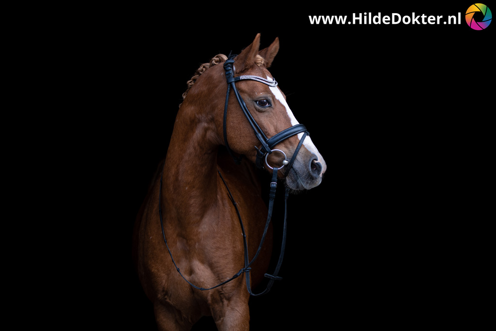Hilde-Dokter-Paardenfotografie-Blackfoto-6