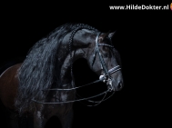 Hilde-Dokter-Paardenfotografie-Blackfoto-1