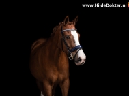 Hilde-Dokter-Paardenfotografie-Blackfoto-12