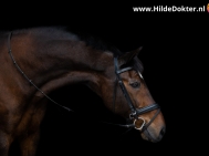 Hilde-Dokter-Paardenfotografie-Blackfoto-14