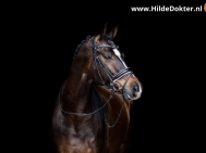 Hilde-Dokter-Paardenfotografie-Blackfoto-16