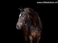 Hilde-Dokter-Paardenfotografie-Blackfoto-17