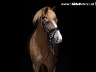 Hilde-Dokter-Paardenfotografie-Blackfoto-19