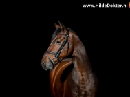 Hilde-Dokter-Paardenfotografie-Blackfoto-2