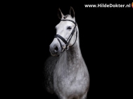 Hilde-Dokter-Paardenfotografie-Blackfoto-20