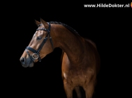 Hilde-Dokter-Paardenfotografie-Blackfoto-21