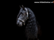 Hilde-Dokter-Paardenfotografie-Blackfoto-22