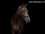 Hilde-Dokter-Paardenfotografie-Blackfoto-5
