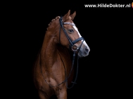 Hilde-Dokter-Paardenfotografie-Blackfoto-6
