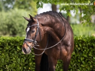 Hilde-Dokter-Paardenfotografie-Portretfotos-12