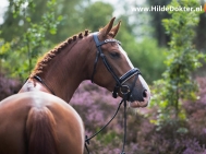 Hilde-Dokter-Paardenfotografie-Portretfotos-2