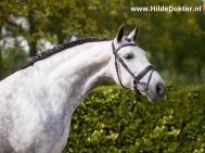 Hilde-Dokter-Paardenfotografie-Portretfotos-23