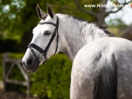 Hilde-Dokter-Paardenfotografie-Portretfotos-24