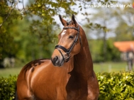 Hilde-Dokter-Paardenfotografie-Portretfotos-25