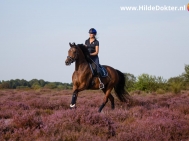 Hilde-Dokter-Paardenfotografie-Rijfotos-1