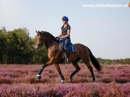 Hilde-Dokter-Paardenfotografie-Rijfotos-2